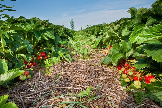 Strawberry Fields Grows In Kentucky
